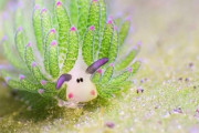 日本のキモカワ生物「テングモウミウシ」が可愛いと話題に 海外の反応