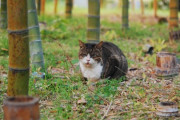 【ねこ画像】公園ねこ