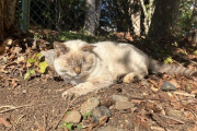 ワイの大学の猫、お日様でねむねむ