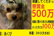 ヨークシャーテリアが代々木公園で失踪　保護してくれた人に500万円の懸賞金　有力な情報提供100万円