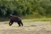 【動画】熊スプレーをクマにかけてみた結果ｗｗｗｗｗｗｗｗｗｗ