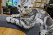 【画像多め】ワイんちの猫、かわいい…サバトラちゃんwwww