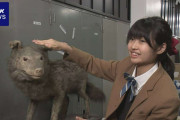 はく製は絶滅したニホンオオカミか 気づいたのは都内の中学生
