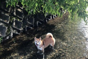 【画像】うちの柴犬と暑い日にお散歩すると、水場に入って涼んでるwww