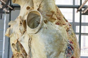 【衝撃画像】クジラの心臓が衝撃的な形だとワイの中で話題にｗｗｗｗｗｗｗ