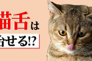 猫舌の原因は「思い込み&食べ方」　熱いものが食べられないのは「舌」の使い方のせいだった 克服する方法は