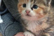 【ねこ科画像】手乗りミケこねこ、ごろごろシロにゃん、洗濯物に紛れ込む ほか