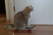 「ホシコ、スケートボードに乗る。」まんまる猫でお馴染みのホシコから最新動画をご紹介！ 海外の反応