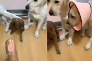ソーセージを盗み食いした子犬ちゃん、仲間の犬たちに告げ口されてしまう