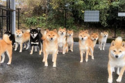 【画像】犬って群れたら怖いよな