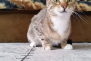 海外「息できないくらい笑った！」ホラー映画を観る猫が海外で話題に←猫がこんなに表情豊かだった事に驚き　　海外の反応
