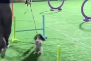 【動画】中国人によるワンちゃんの障害物競走、何かがおかしい(´･_･`)