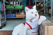 小さい店を乗っ取ってる猫の画像集　世界で人気を集めてしまう