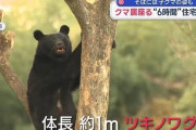 住宅街で罠にかかった親子クマが駆除されたニュースを見ると、心が苦しくなるのはなぜだろう