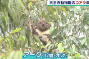 大阪の動物園からコアラが消える！最後の１頭は海外へ…エサ代３２００万円が重荷に