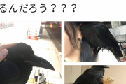 まんさん「カラスが腕に乗ったから家に連れ帰った。それよりも荒木飛呂彦が小学生で描いた漫画見て」 |  「道で会ったカラスが懐いて…」そんな琴あるか？