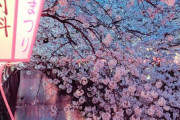 海外「日本の桜の季節この時期が最高のJAPANって感じするよな」1200年間で一番早い開花らしいぞ 地球の温暖化を感じるわ