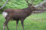 【北海道】シカの角が胸に刺さったか　76歳男性が胸から流血し死亡