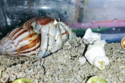 ヤドカリ買ってきたったｗ（※画像あり）