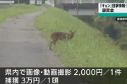 茨城県が『キョン』の情報や捕獲に褒賞金　目撃情報2000円、捕獲3万円