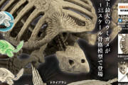 古代の亀「アーケロン」の骨格がガチャフィギュアになった！「博物モデリング倶楽部・弐」