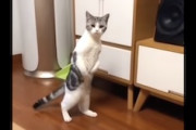 【動画】二足歩行していたところをうっかり飼い主に見られてしまったニャンコの反応。