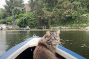 【ネコ】毎日家族とカヤックに乗る湿地帯に住む猫ちゃんの映像。