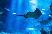 水族館（一日潰せます、２０００円です、静かでデートに最適です）←こいつが流行らない理由ｗ