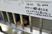 「人に馴れる見込みない」保護犬３１匹、殺処分検討…警戒心依然強く #秋田
