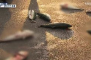 【衝撃映像】韓国の養殖業者、ソウルの路上に生きた輸入魚放り投げるデモ　「日本産が悪い」と発狂！