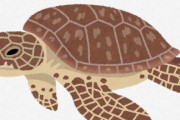 辺野古で絶滅危惧種のウミガメの死体見つかる　反基地活動家｢船にぶつかったのではないか｣