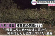 【柿泥棒】岐阜市の畑でとんでもない量が盗まれる　枝ごと切られ
