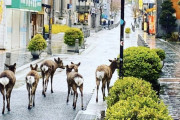 【悲報】外出自粛中の奈良県、鹿に支配される…