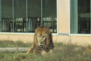 動物園のライオン「返して…もうこんな狭いとこ嫌だよ…サバンナで走り回りたいよ…」