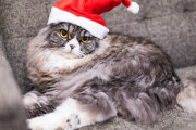海外「うちの国でも販売して欲しいわ」日本には猫用のクリスマスケーキまであるのか・・・