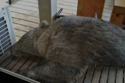 【画像】ウッドデッキでお昼寝していた熊さん、殺処分されてしまうｗｗｗｗｗｗｗｗｗｗｗｗｗｗｗｗｗｗｗｗｗ
