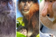 ボルネオで見つかった「謎のサル」は生態系からの警告かもしれない