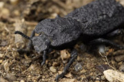 【アイアンクラッド・ビートル】車にひかれても死なない虫ヤバすぎｗｗｗｗｗｗｗｗ【悪魔の甲虫】