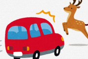 海外「奈良の鹿は賢いな！それに比べてドライバーは…」車が停まるのを待ってから横断する鹿（海外の反応）