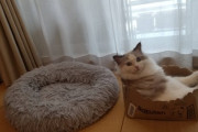 うちの猫、キャットタワーとかベッドとか色々あるのにダンボール箱に住んでるw