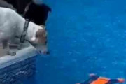イヌのおもちゃがプールに浮かんでいた。２匹の犬が覗き込んで取ろうとする → こうなっちゃう…