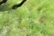 【動画】馬さん、突然攻撃してくるｗｗｗｗｗｗｗ