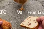 【動画】ニワトリさん、KFCが大好きなことが判明ｗｗｗｗｗ