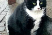 【画像】ポーランドの太った野良猫、歴史的ランドマークになってしまうｗｗｗｗｗｗｗｗｗｗｗｗ