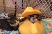 バナナ型のベッドにすっぽり入って遊ぶ2匹の子猫ちゃんたちが可愛い