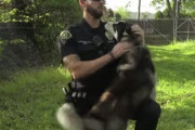 フェンスにくくりつけられたハスキーを救出した警官、すっかりほれ込み無事飼い主となる