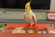 世界一可愛いタップダンス！？飼い主さんの合図で華麗に踊るオカメインコ♪