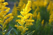 【ブタクサ】今年の花粉量「例年の10倍」です…コロナ初期症状と酷似