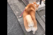 【動画】おさんぽ中の柴犬さん、お前らの想像の10倍くらいセクシー