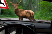 【悲報】ワイ、会社の車で『鹿』をはねてしまった結果ｗｗｗｗｗ